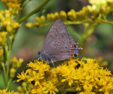 Striped Hairstreak - Satyrium liparops