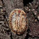 Microdon sp. (larva)