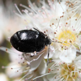  White Margined Burrowing Bug - Sehirus cinctus