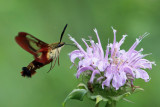 7853 - Hummingbird Clearwing - Hemaris thysbe