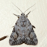 8876  Little Nymph Underwing  Catocala micronympha