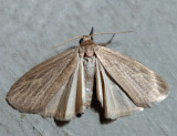 8045.1  Pale Lichen Moth  Crambidia pallida