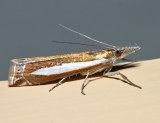 5357  Leachs Grass-veneer  Crambus leachellus