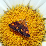 5058  Orange Mint Moth  Pyrausta orphisalis