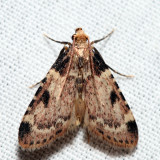 5511  Aglossa costiferalis