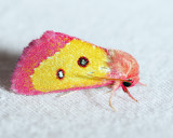 11055  Pink Star Moth  Derrima stellata