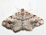 6343  Six-spotted Angle  Macaria sexmaculata