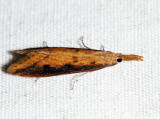 5319  Long-beaked Donacaula  Donacaula longirostrallus (T)