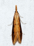 5319  Long-beaked Donacaula  Donacaula longirostrallus (T)