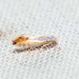 0785  Phyllonorycter quercialbella