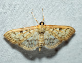 5276  Herpetogramma abdominalis