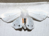  8137  Virginian Tiger Moth  Spilosoma virginica