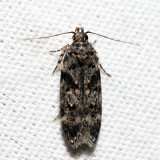 2099  Boxelder Leafworm Moth  Chionodes obscurusella