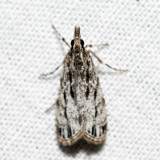 4738  Striped Eudonia  Eudonia strigalis