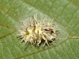 Gibellula sp. fungus on a spider