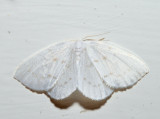 6253  Northern Eudeilinea  Eudeilinia herminiata