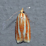 3699  Three-streaked Sparganothis  Sparganothis tristriata166