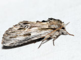 8017  White-streaked Prominent  Oligocentria lignicolor