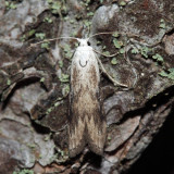 5629  The Bee Moth  Aphomia sociella (male)
