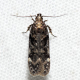  2099  Boxelder Leafworm Moth  Chionodes obscurusella