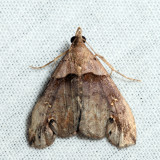 8393  Ambiguous Moth  Lascoria ambigualis