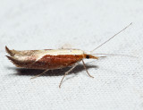 2375 - Honeysuckle Moth - Ypsolopha dentella