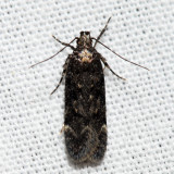  2099  Boxelder Leafworm Moth  Chionodes obscurusella