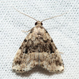 8426  Visitation Moth  Dyspyralis illocata