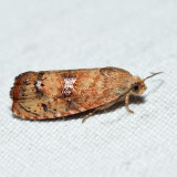 3494 - Filbertworm Moth - Cydia latiferreana