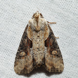 9385.1  Double Lobed Moth  Lateroligia ophiogramma