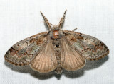 8293  Sharp-lined Tussock Moth  Dasychira dorsipennata