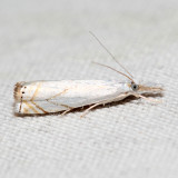 5361  Small White Grass-veneer  Crambus albellus