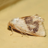 4654  Abbreviated Button Slug Moth  Tortricidia flexuosa