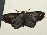 6655 - Esther Moth - Hypagyrtis esther (melanistic)