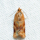 3602  Pine Tube Moth  Argyrotaenia pinatubana