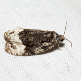 2753  Sallow Apotomis  Apotomis capreana