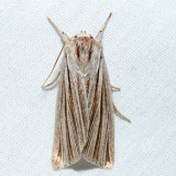 9280 - Cattail Caterpillar Moth - Simyra insularis