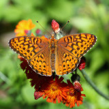 Atlantis Fritillary - Speyeria atlantis