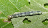 7436 - Winter Moth caterpillar - Operophtera brumata