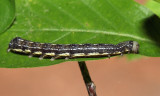 10487 - Ruby Quaker - Orthosia rubescens