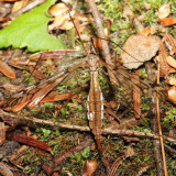 Nephrotoma sp.