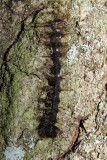 Gypsy Moth caterpillar killed by Entomophaga maimaiga fungus 