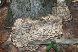 Grifola frondosa (Hen of the Woods)