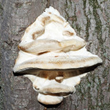 Oxyporus populinus