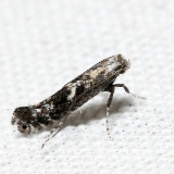 0678 - Parornix obliterella