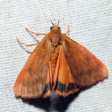 8121  Orange Holomelina  Virbia aurantiaca