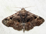 8499 - Common Fungus Moth - Metalectra discalis