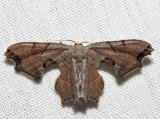 7653 - Brown Scoopwing - Calledapteryx dryopterata