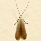 1301.1  Coleophora limosipennella