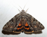 8795  Oldwife Underwing  Catocala palaeogama
